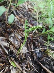 Botrychium minganense