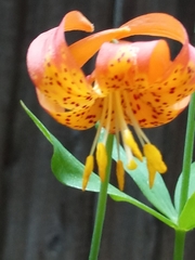 Lilium pardalinum shastense