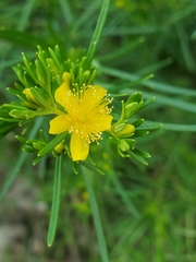 Hypericum densiflorum interior