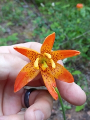 Lilium pardalinum shastense