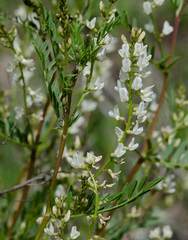 Astragalus tenellus