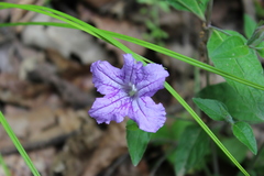 Ruellia pedunculata