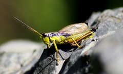 Podismopsis poppiusi