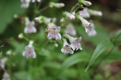 Penstemon pallidus