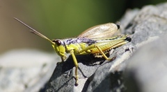 Podismopsis poppiusi