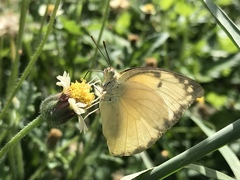 Catopsilia pomona