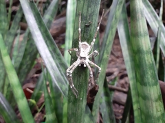 Araneae