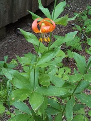 Lilium pardalinum shastense