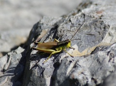 Podismopsis poppiusi