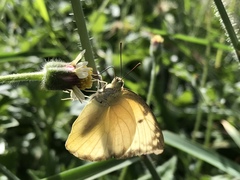 Catopsilia pomona