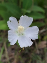 Callirhoe alcaeoides