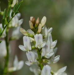 Astragalus tenellus