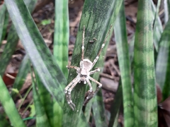 Araneae