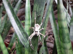 Araneae