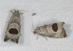 Notocelia uddmanniana