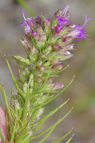 Image of Liatris glandulosa by (c) Michelle W. （鍾偉瑋）, some rights reserved (CC BY)