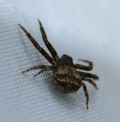 Bassaniana