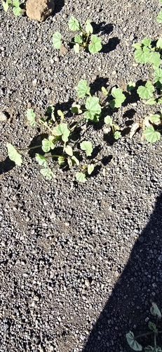 Malva parviflora observed 2024-09-14