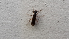 Poneracantha triangularis