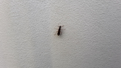 Poneracantha triangularis