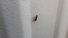 Poneracantha triangularis