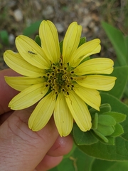 Silphium glutinosum