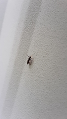 Poneracantha triangularis