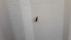 Poneracantha triangularis