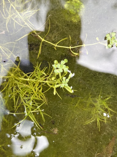 Twoheaded water-starwort (Callitriche heterophylla)