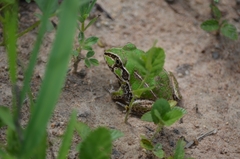 Ranoidea novaehollandiae