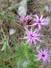 Liatris oligocephala