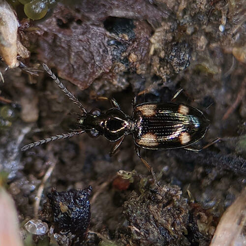 Scarce Four-dot Pin-palp