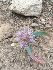 Allium platycaule