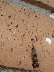 Macrostemum zebratum
