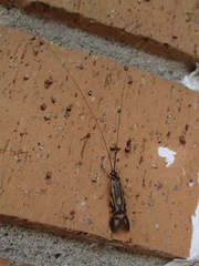 Macrostemum zebratum