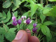Allium allegheniense
