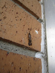 Macrostemum zebratum