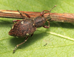 Trichalophus rubripes