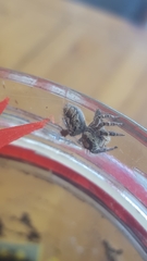 Phidippus comatus