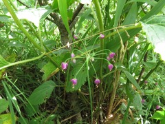 Allium allegheniense