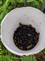 Lesser Vespillo Burying Beetle