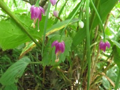 Allium allegheniense