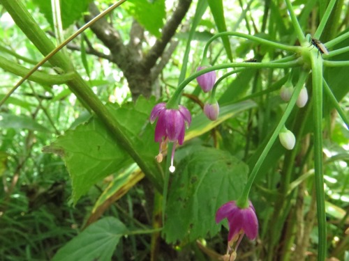 Image of Allium allegheniense by (c) Evan M. Raskin, some rights reserved (CC BY)