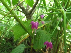 Allium allegheniense