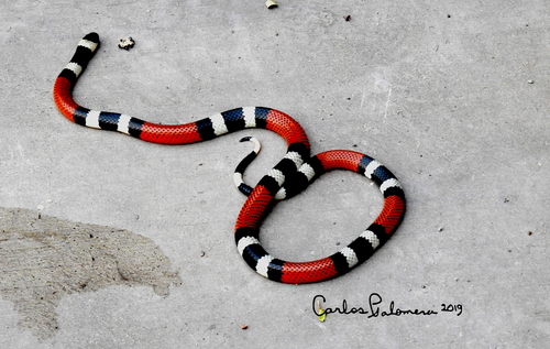 (Micrurus laticollaris subsp. maculirostris)