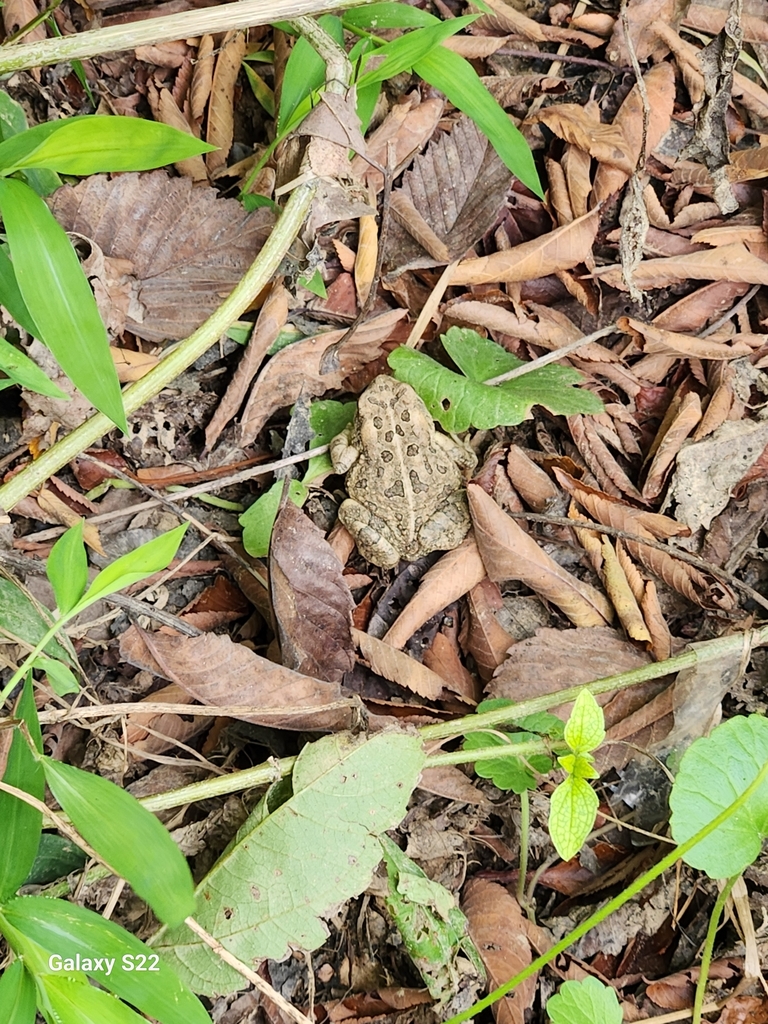 Fowler's Toad from Saxapahaw, NC 27253, USA on September 14, 2024 at 03 ...