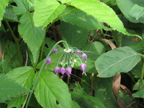 Image of Allium allegheniense by (c) Evan M. Raskin, some rights reserved (CC BY)