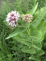 Asclepias speciosa