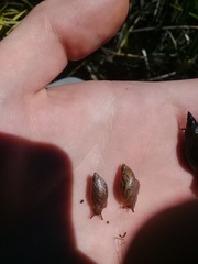 Oxyloma retusum