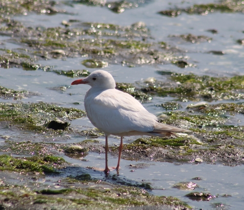 Laughing Gull photographed in Arkansas